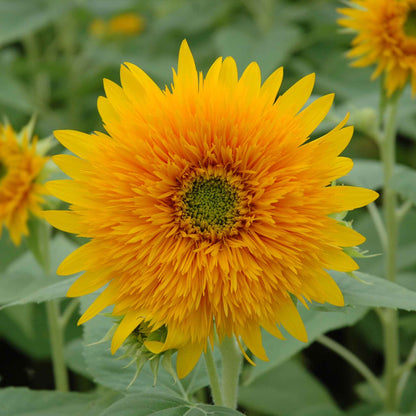 Thick Sunflower Seeds for Planting