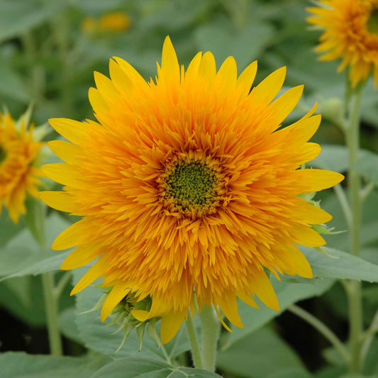 Thick Sunflower Seeds for Planting