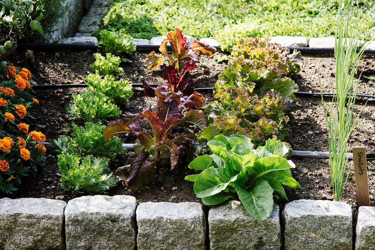 Heirloom Lettuce Seeds for Planting