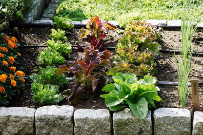 Heirloom Lettuce Seeds for Planting