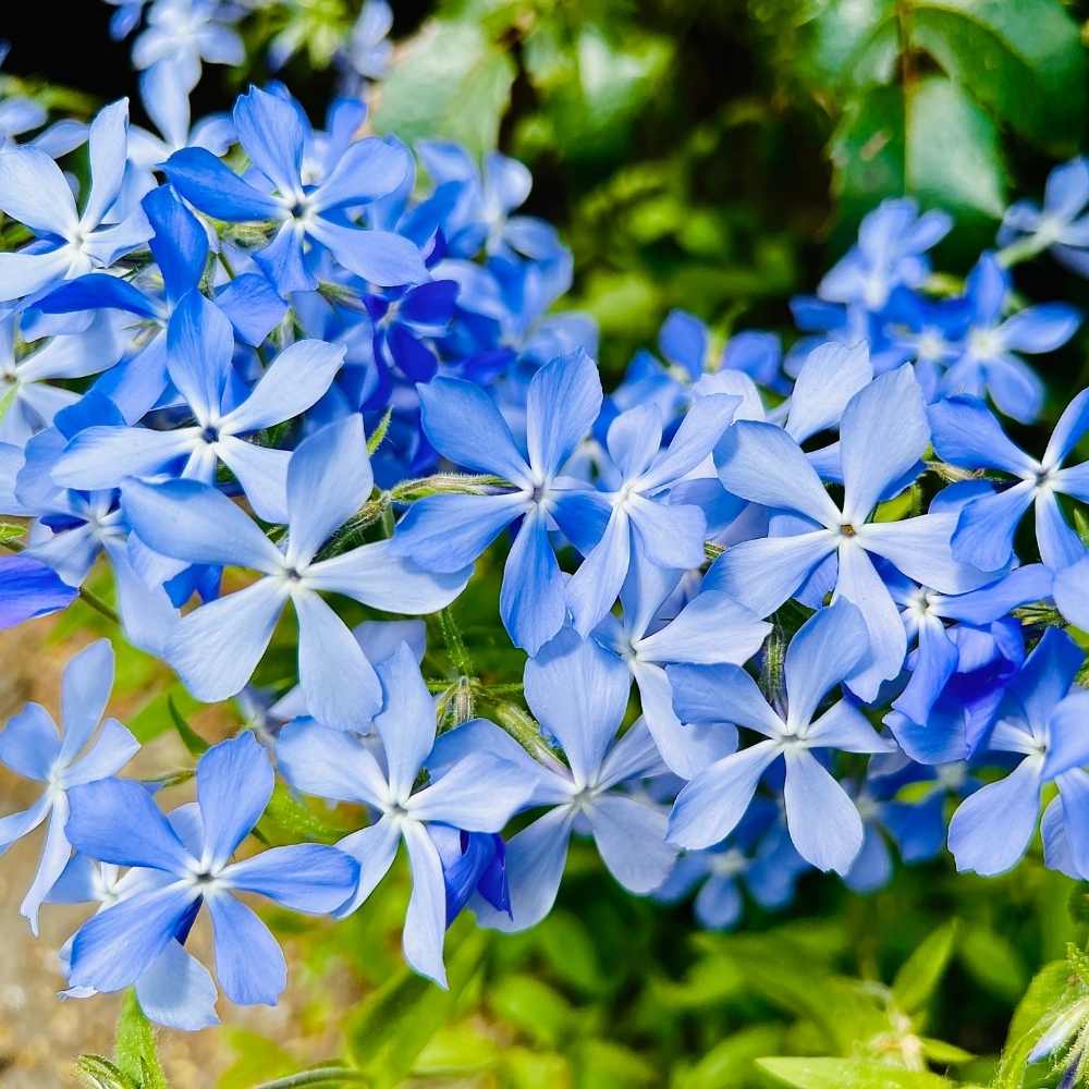 Blue Phlox Seeds – Cutting Flower Garden