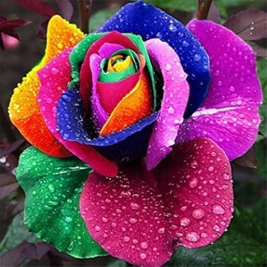 Beautiful Multi-Colored Rainbow Rose Seeds