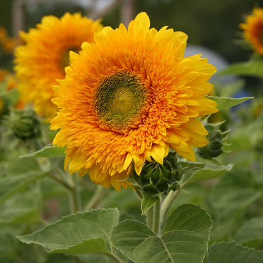 Thick Sunflower Seeds for Planting