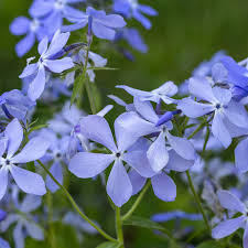Blue Phlox Seeds – Cutting Flower Garden