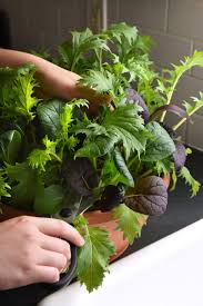 Heirloom Lettuce Seeds for Planting