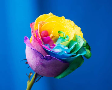 Beautiful Multi-Colored Rainbow Rose Seeds