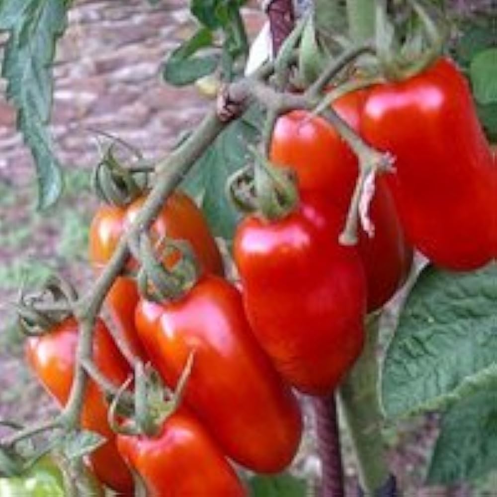 Semi di pomodoro San Marzano da collezione – Non-OGM