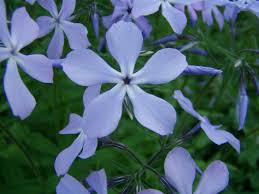 Blue Phlox Seeds – Cutting Flower Garden