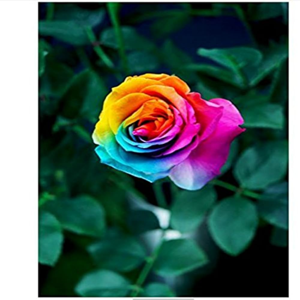 Beautiful Multi-Colored Rainbow Rose Seeds