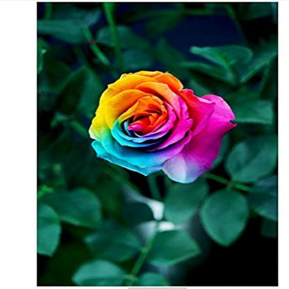 Beautiful Multi-Colored Rainbow Rose Seeds