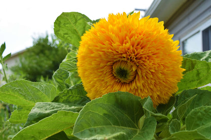 Thick Sunflower Seeds for Planting