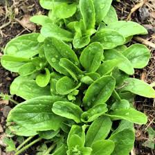 Heirloom Lettuce Seeds for Planting