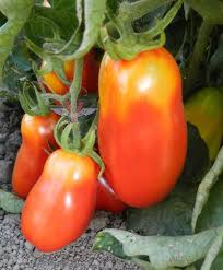 Semi di pomodoro San Marzano da collezione – Non-OGM