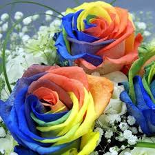 Beautiful Multi-Colored Rainbow Rose Seeds