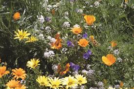 Deer Resistant Wildflower Seed Mix