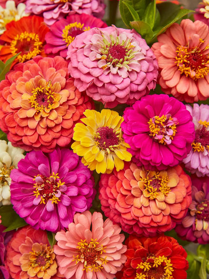 Bright mix Zinnia seeds