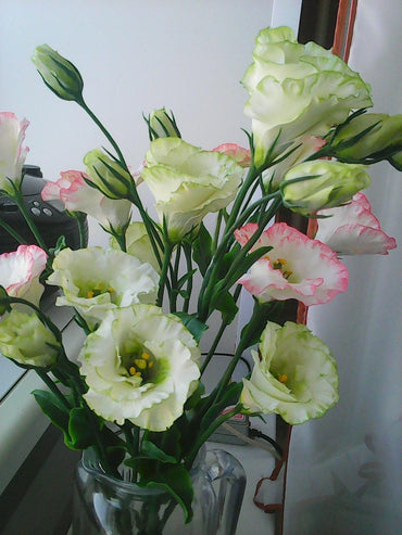 Quality Lisianthus Seeds for Home Garden Enthusiasts