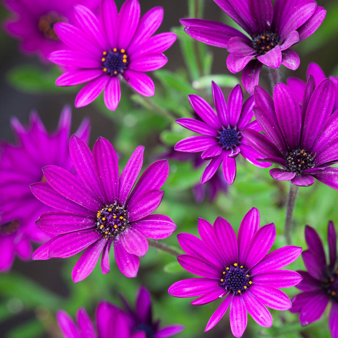 Purple Osteospermum Flower Seeds