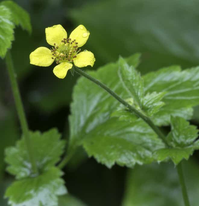 Wald-Nelkenwurz-Kräutersamen