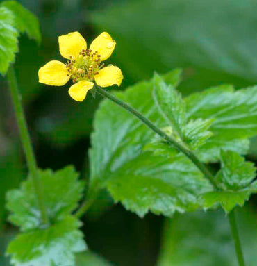 Semi di Erba Avens di Legno