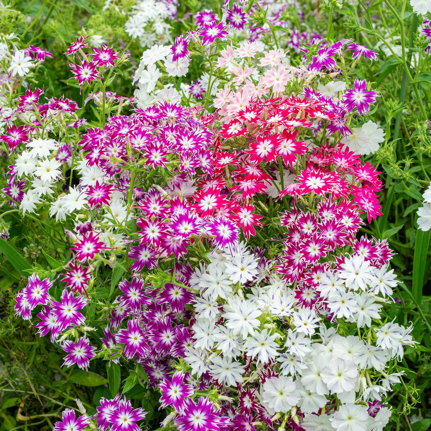 Twinkle Star Phlox Flower Seeds