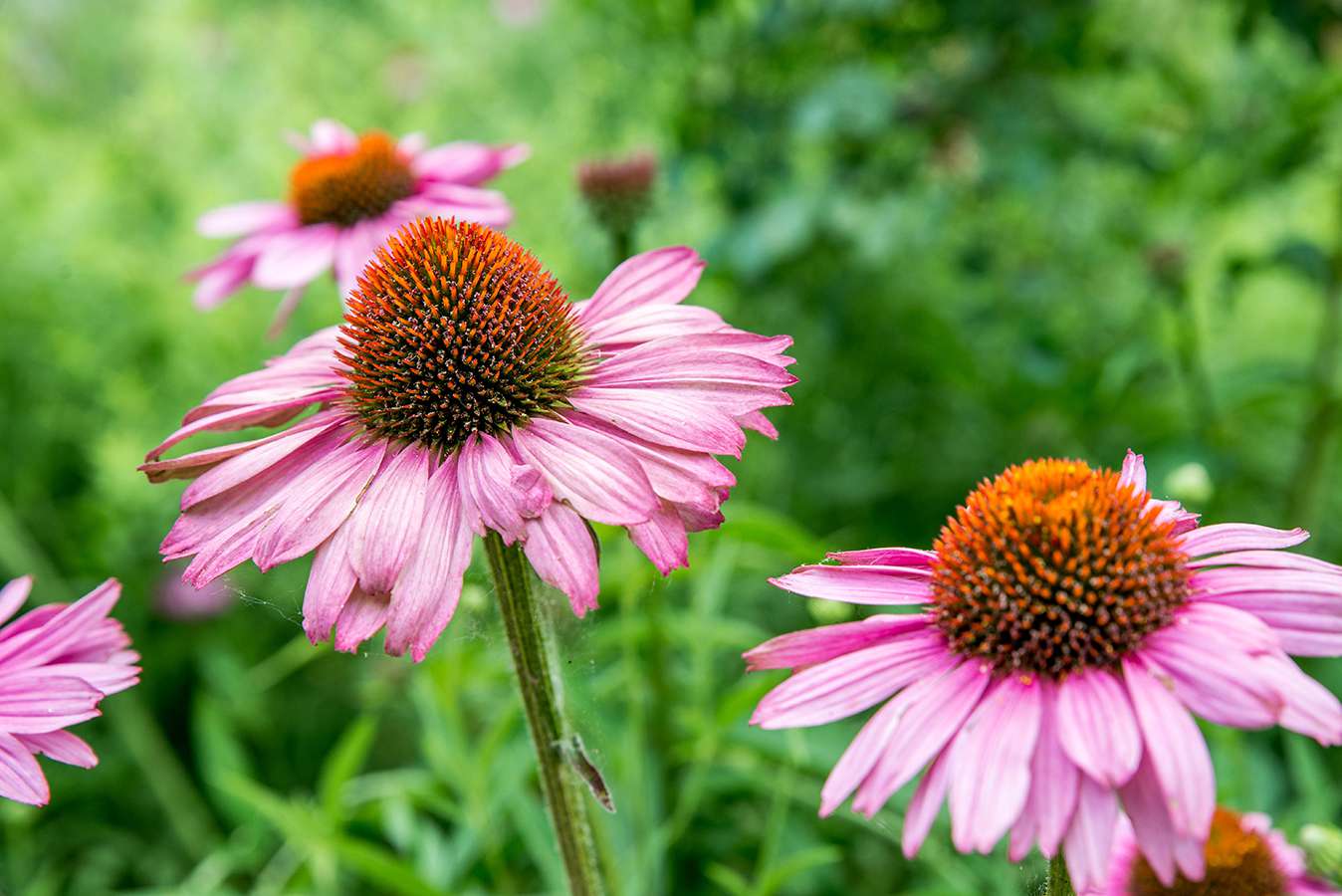 Vibrant Echinacea Seeds for Outdoor Planting