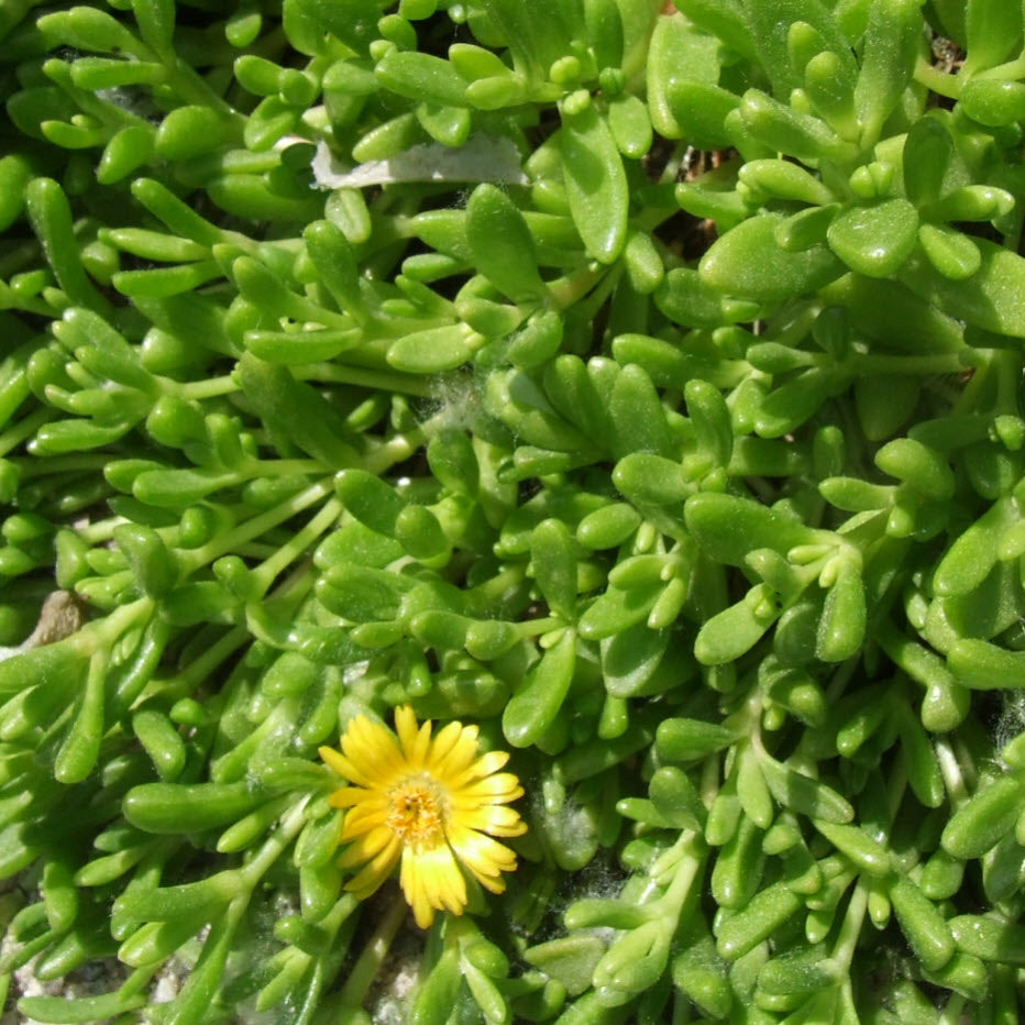 Semillas de la planta de hielo amarilla Gelato