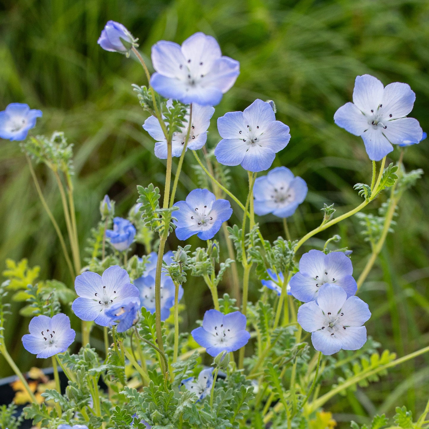 Baby Blue Eyes Flower Seeds