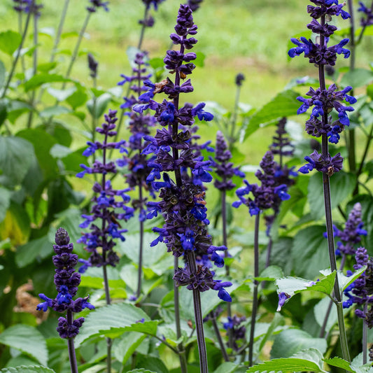 Blue Salvia Flower Seeds