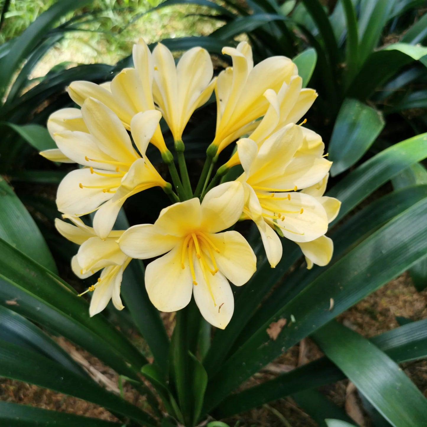 Yellow Clivia Flower Seeds