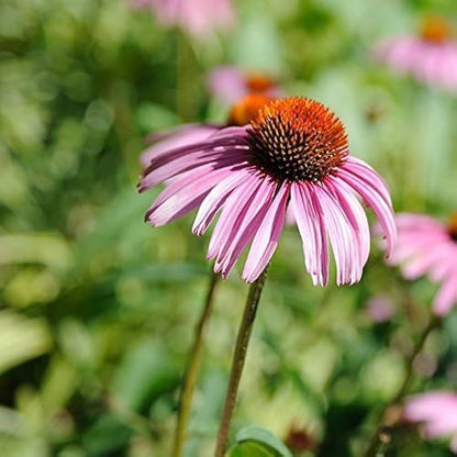 medicinal echinacea seeds Natural Herbal Echinacea Seeds for Planting – Heirloom, Non-GMO, Medic – Pure Asia Seeds