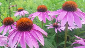 Pure Echinacea Seeds