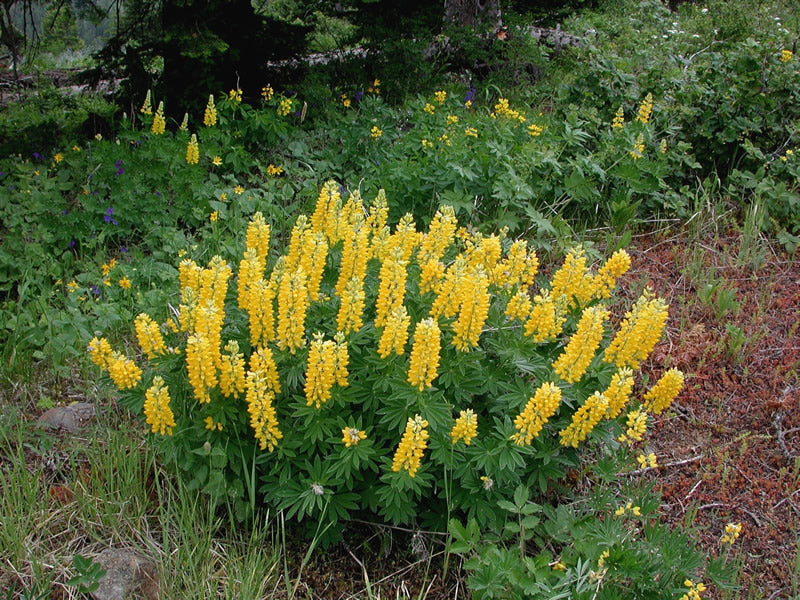 Lupine Wildflower Seeds yellow