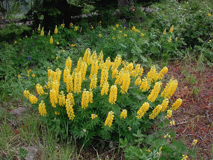 Lupine Wildflower Seeds yellow