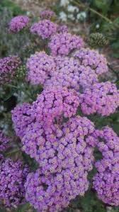 yarrow flower seeds purple