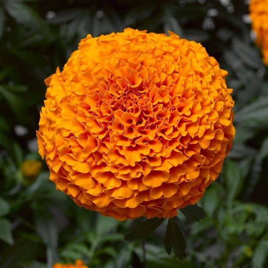 Premium Marigold Seeds – Grow Bright Colorful Flowers