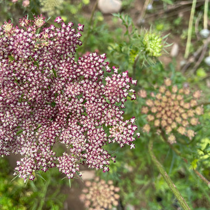 Dara Ammi Shrub Seeds
