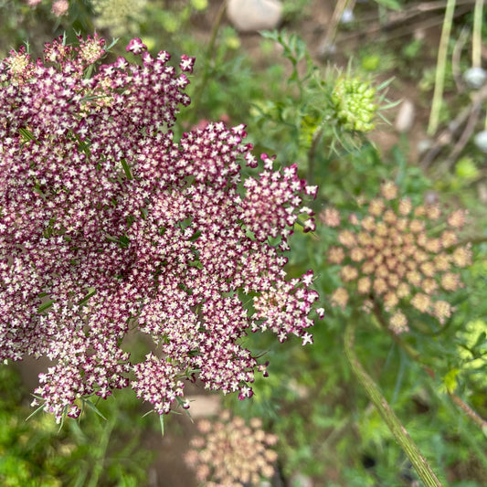Dara Ammi Shrub Seeds