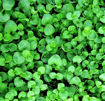 Corsican Mint Herb Seeds