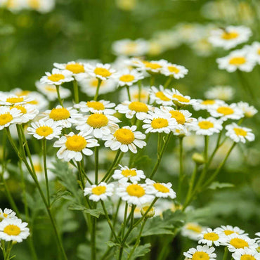 Chamomile Flower Seeds