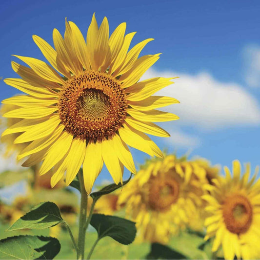 Giant Sunflower Seeds