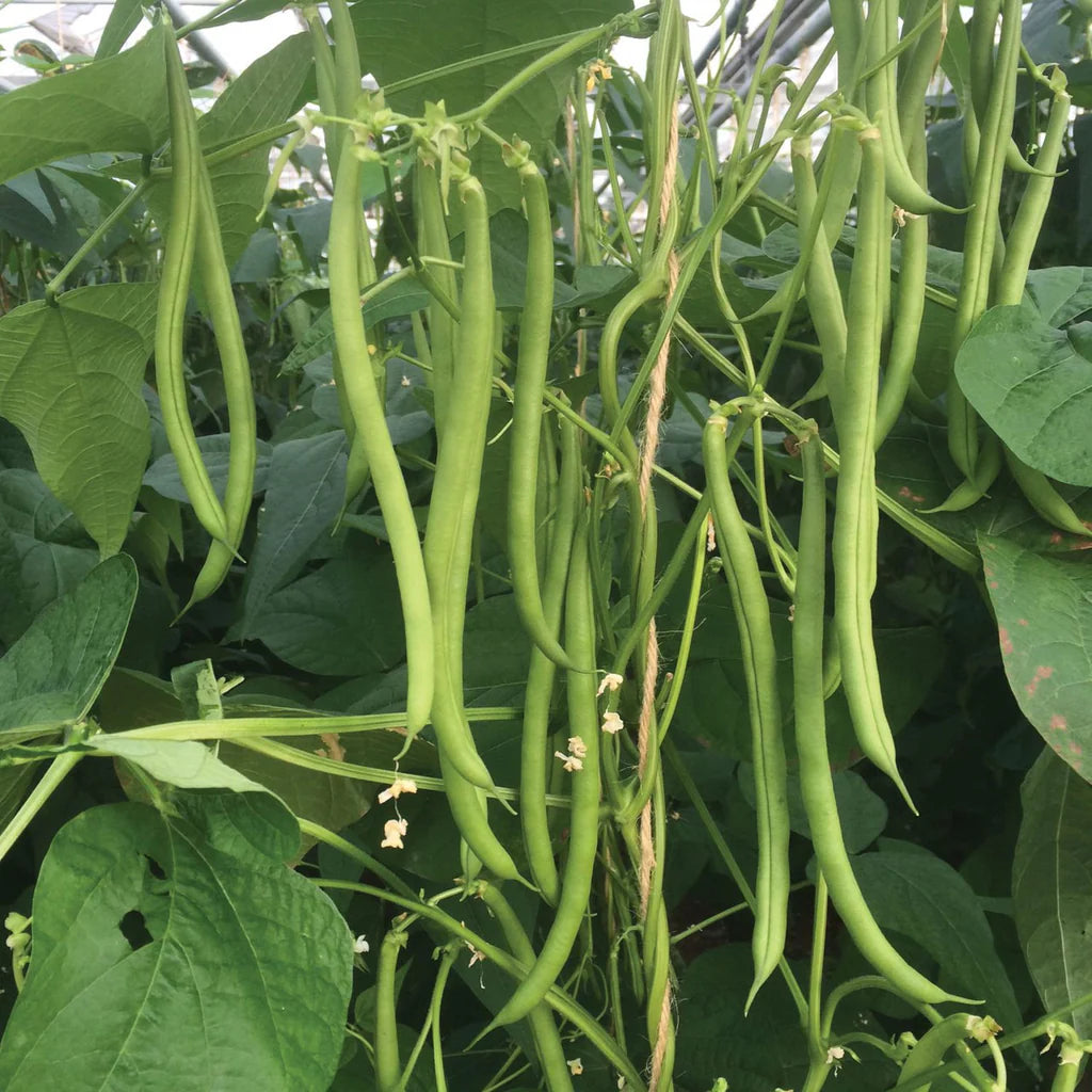 Snap Bean Vegetable Seeds