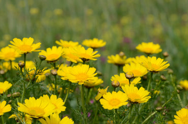 Crown Daisy Herb Seeds