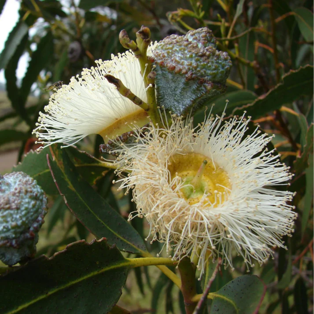 Eucalyptus Globulus Flower Seeds (Tasmanian Blue Gum)