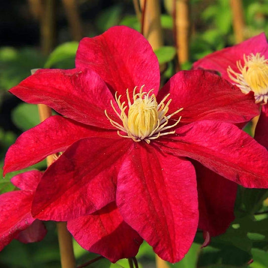 Clematis Red Flower Planting Seeds  Brighten Your Garden