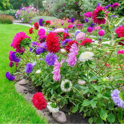 Planting Aster Flower Seeds for Stunning Perennial Blooms