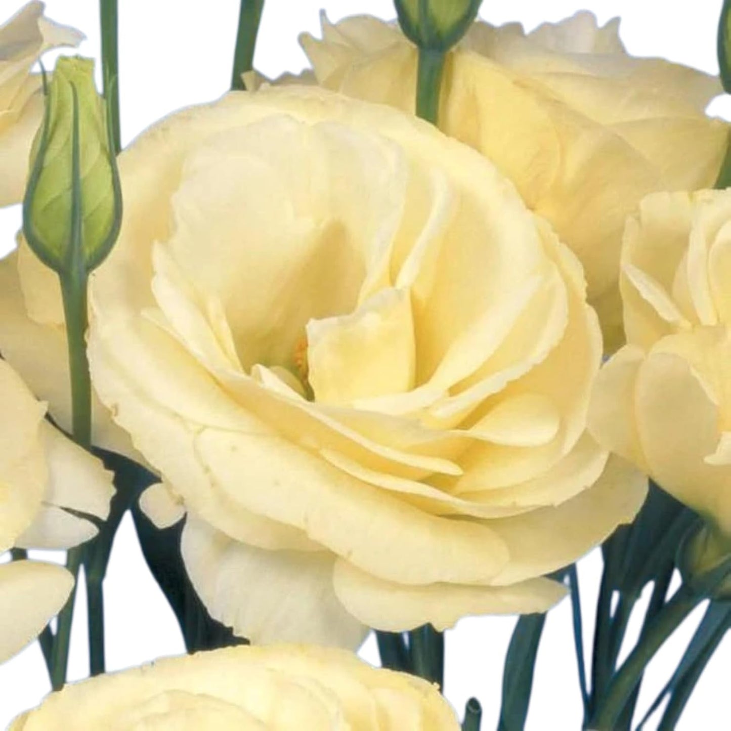 Yellow Lisianthus Flower seeds for Planting - Cottage Garden Essential, Heirloom & GMO Free Seeds for Home Garden