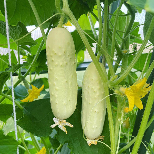 Semillas de Pepino White Wonder – Variedad Cremosa Rara