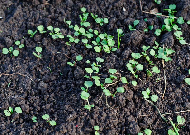 Semi di rucola per germogliamento