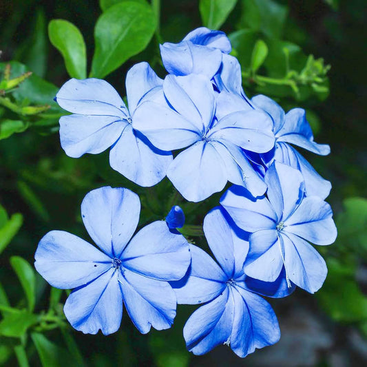 Plumbago Flower seeds for Planting Sun Loving Heirloom & GMO Free Seeds for Home Garden 
 
 Sale seeds for home garden planting